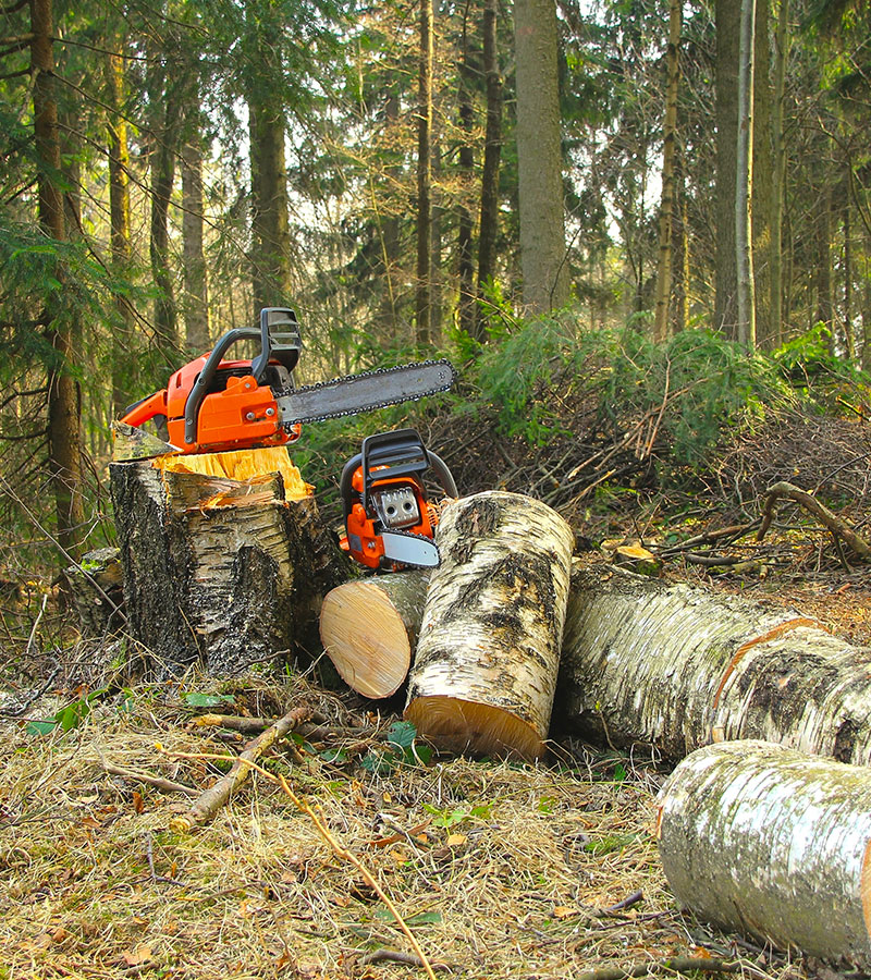 Abattage d'arbres en toute securité à Les Pavillons-sous-Bois en Seine-Saint-Denis (93) contactez Paul & Francois Élagage