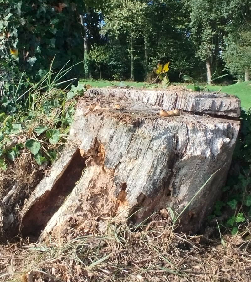 Dessouchage à Les Pavillons-sous-Bois en Seine-Saint-Denis (93) et en île de France