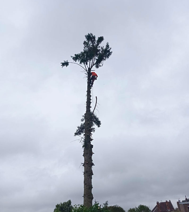 Entreprise d'élagage à Les Pavillons-sous-Bois en Seine-Saint-Denis (93) et en île de France