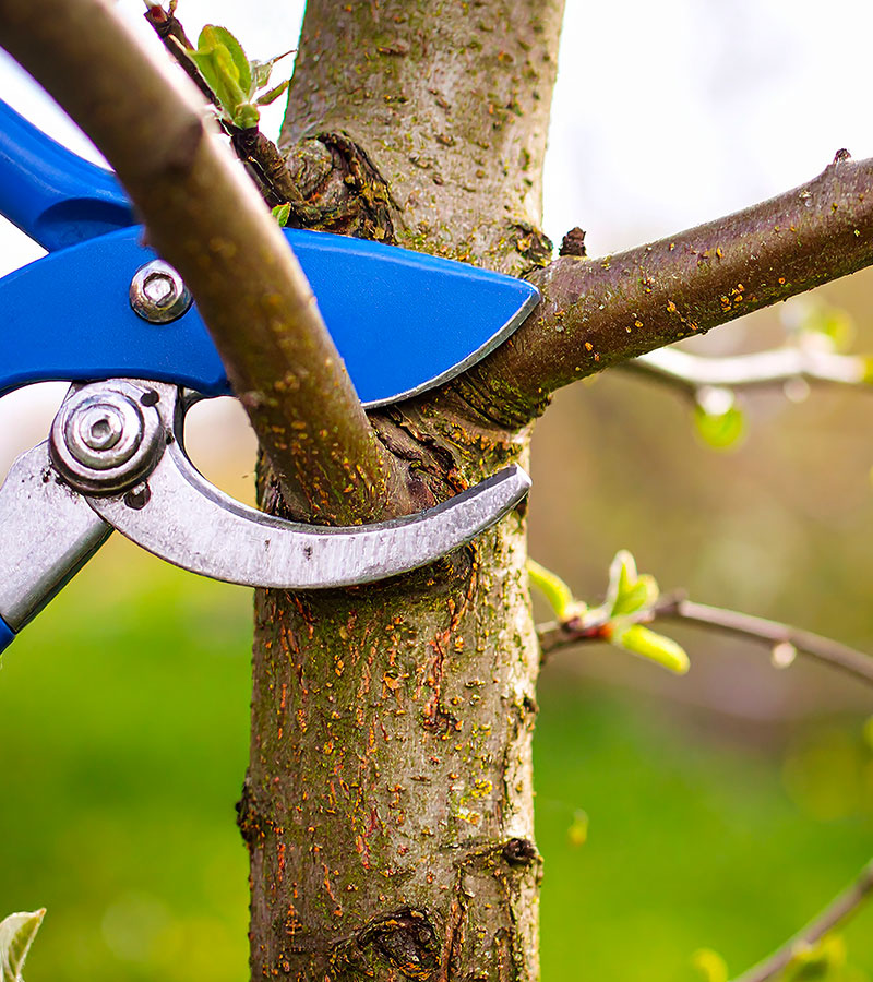 Entretien d'arbres fruitiers à Les Pavillons-sous-Bois en Seine-Saint-Denis (93) contactez Paul & Francois Élagage