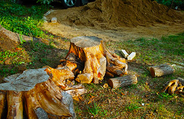 Abattage d’arbres à Les Pavillons-sous-Bois