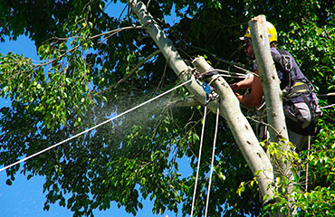 Élagage à Les Pavillons-sous-Bois