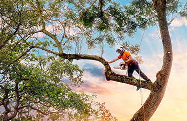 Élagage à Les Pavillons-sous-Bois